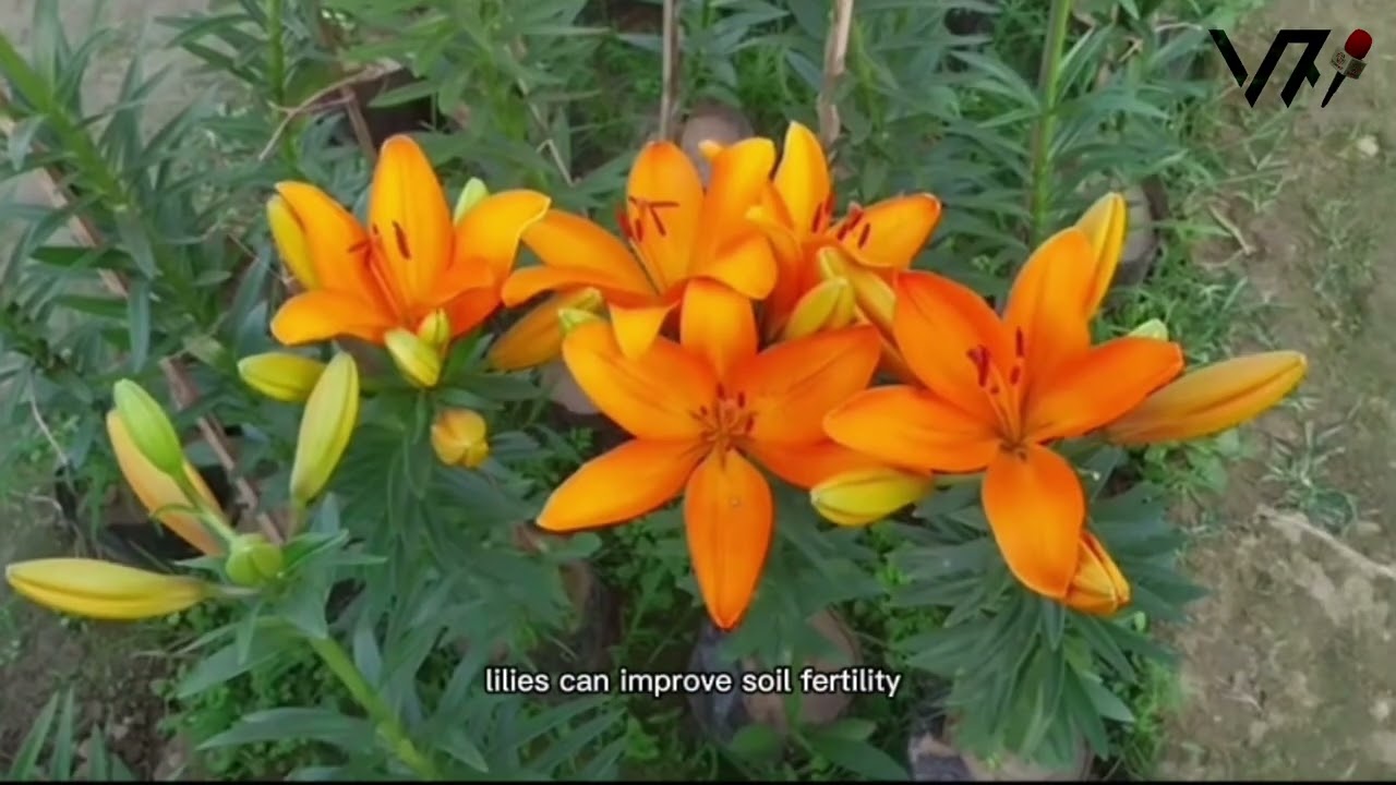 Experimental Lily Cultivation Sparks Hope for Commercial Growth in Khagrachari