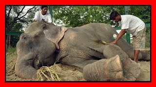 Libero dopo 50 anni, l'elefante piange