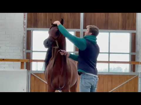 RAWAF ALBIDAYER . AJ MARZAN BY AJ PORTOFINO & RASHA ALBIDAYER BY FA EL RASHEEM