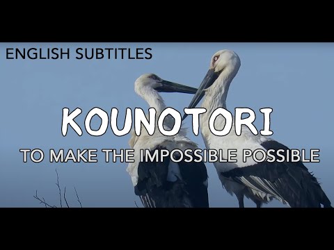 (EN) KOUNOTORI, a documentary on the revival of the once-extinct Oriental White Stork