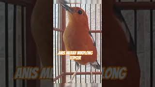 Download lagu Pancingan anis merah‼️ anis merah ngeriwik ngeplong mp3