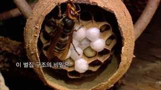 벌집의 비밀, 가장 완벽한 육각형