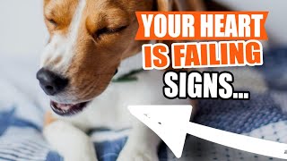 HEART DISEASE in DOGS: 🐶💔Causes, Symptoms and What to Do