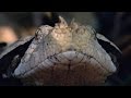 Incredible A Gaboon Viper Strikes A Bird In Slo Mo