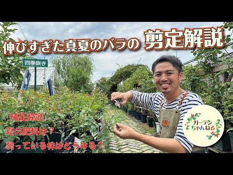 春にディプラデニアを剪定するにはどうすればよいですか？花を美しく保つためのヒントをご紹介します  庭園