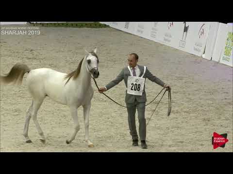 N 208 AZZAM MOHTHAB   Sharjah International 2019