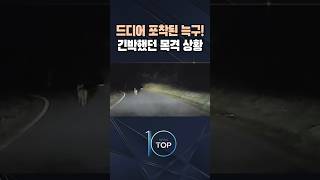 드디어 포착된 늑구! 긴박했던 목격 상황  / #채널A #뉴스TOP10 #shorts