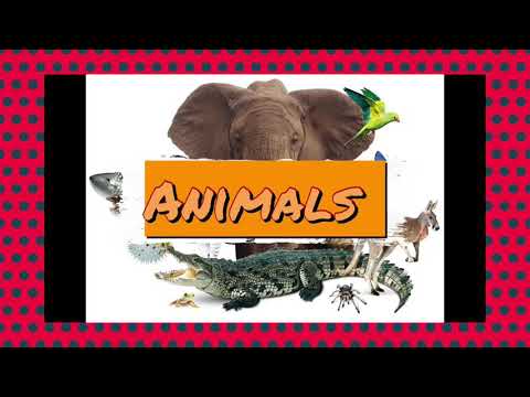 Animals in English الحيوانات باللغة الإنجليزية