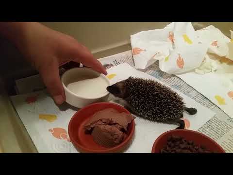 14.9.2016 verweistes Igelbaby lernt selbständig zu essen und die specielle Igelmilch zu trinken.