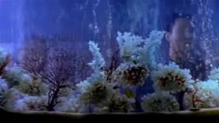 영화 쉬리 OST Carol Kidd   When I Dream