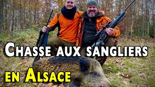Battue aux sangliers en Alsace
