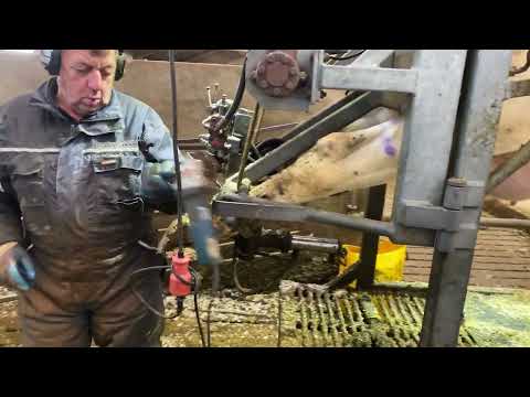 Amazing Feed Mixer Modern Milking Equipment 2023 Pregnant Test For Cows WOW Feeding