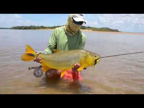 Golden Dorado on the Flats