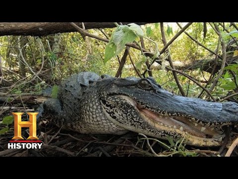 Swamp People: TROY CATCHES GIANT GATOR WITH OLD SCHOOL BAIT (Season 11) | History