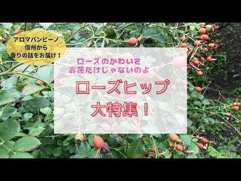 ローズヒップを使った装飾のアイデア ライフスタイル