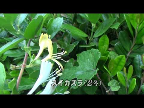 スイカズラは霜を恐れますか？お手入れに関する私たちのアドバイス！  庭園