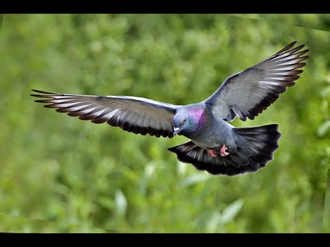 , title : 'Sad Pigeon Funeral in Valencia'