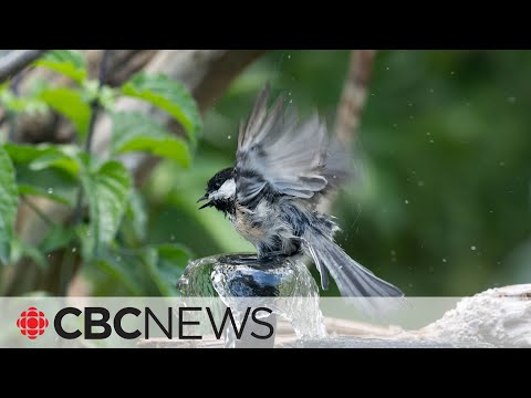 How to pick (or build) the right bird bath for your garden