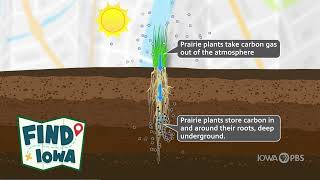FIND Iowa | Biological Carbon Sequestration Animation