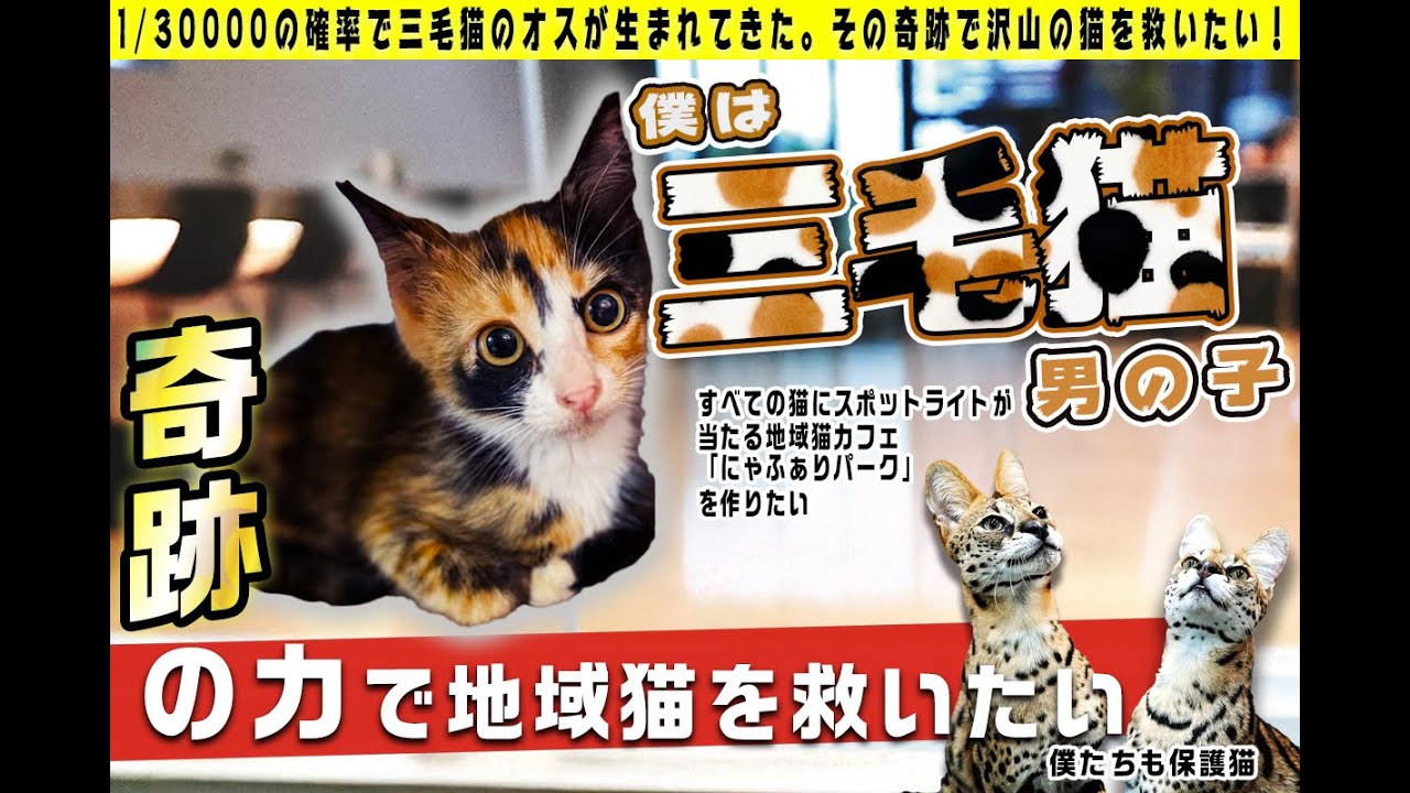 【大切なお知らせ】地域猫を救いたい！半屋外の開放的な猫カフェを作ることにしました/雄の三毛猫
