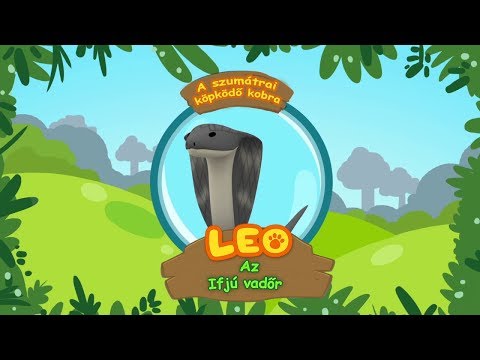 Leo, az ifjú vadőr - A szumátrai köpködő kobra