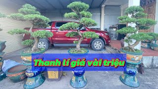 Clearance sale of Bonsai Pine garden | Nam Dinh Bonsai Pine
