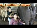 Village Life Morning Buffalo Milking