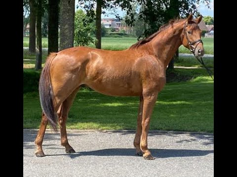 Fuchs-Wallach Mephisto von Morricone aus der Herzblatt