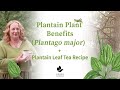 Plantain Plant Benefits Plantago major + Plantain Leaf Tea Recipe