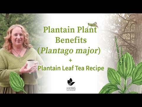 YouTube video about Broadleaf Plantain (Plantago major)