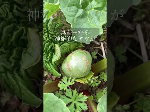 ルバーブの移植:これがどのように行われるか 植物