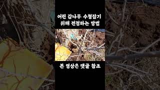 Download lagu 어린 감나무 수형잡기 위해 전정하는 방법  #감나무 #수형잡기 #전정 mp3