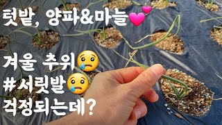 텃밭, 양파&마늘