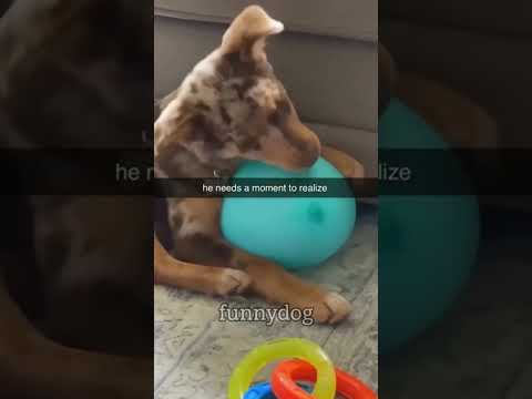 #dogs #pets #funny #fumnyvideos #Funny animals #foryou #Toxi