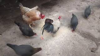 Galinha do Pescoço Pelado Junto Com Garnizés - 77