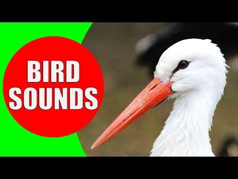 WATER BIRDS Sounds - Shore Birds, Sea Birds, Aquatic Birds and Waterfowls Identification Video