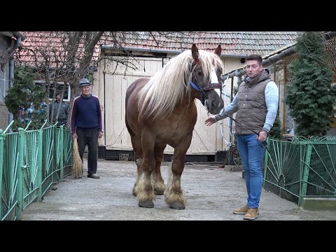 Caii lui Adi si ai lui Ioni de la Brestovat, Timis - 2023 Nou!!!