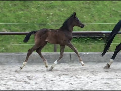 Hengstfohlen von Saint Cyr