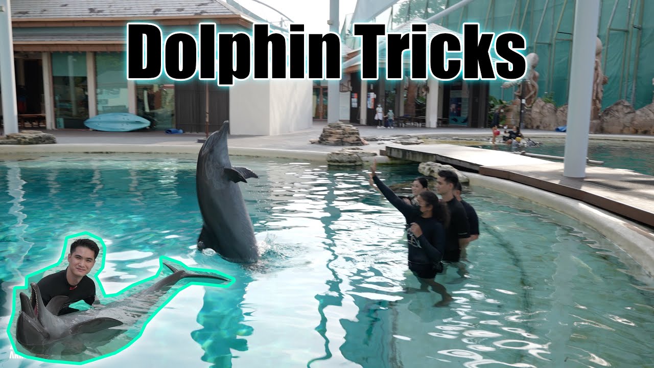 Experience Dolphin Island's amazing tricks a mesmerizing aquatic performance!