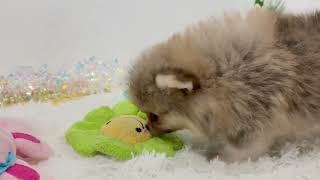 ポメラニアンの動画01