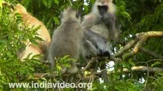 The long-tailed Common Langur