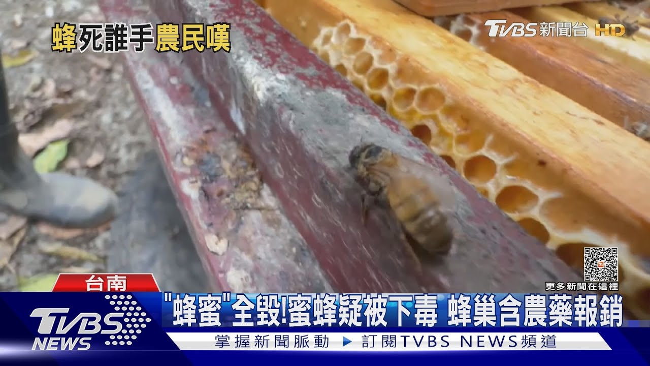 不再嗡嗡嗡!數百萬隻蜂疑被噴農藥毒死 蜂農要緝凶