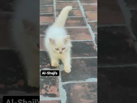 Blue eyes Kittens available