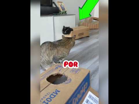Gatos obsesionados con las cajas 😹📦 | Número 3 no dejó entrar ni a su dueño #shorts #gatos