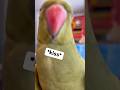 She S Learned How To Kiss Talkingbird Talkingparrot Babyanimals Cuteanimals Kisses Parrot