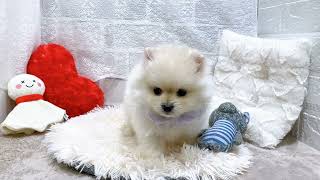 ポメラニアンの動画01