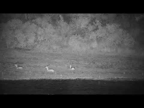 Djuma: Impala rams resting - 03:03 - 03/06/2022