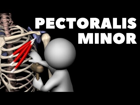 Pectoralis Minor in 3D | Origin & Insertion
