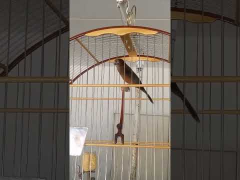 curio pardo Praia classico de um inscrito #cantandomuito #cantodecurió #cantodepassaros #curiopraia