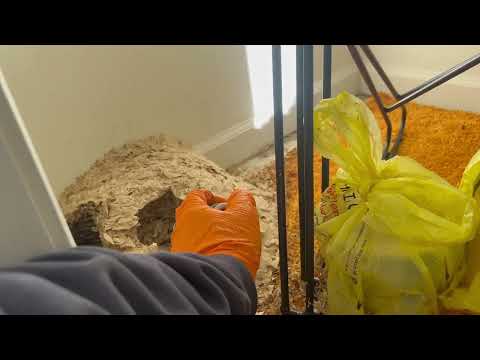 Gigantic Yellow Jackets Nest in the Shed in...